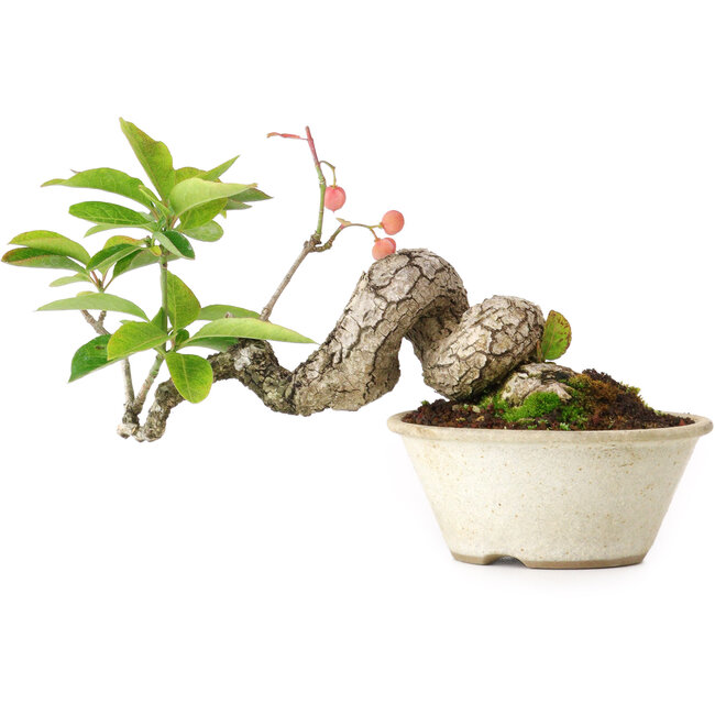 Euonymus alatus, 11,5 cm, ± 15 jaar oud, gefotografeerd in herfstkleuren (15 oktober)