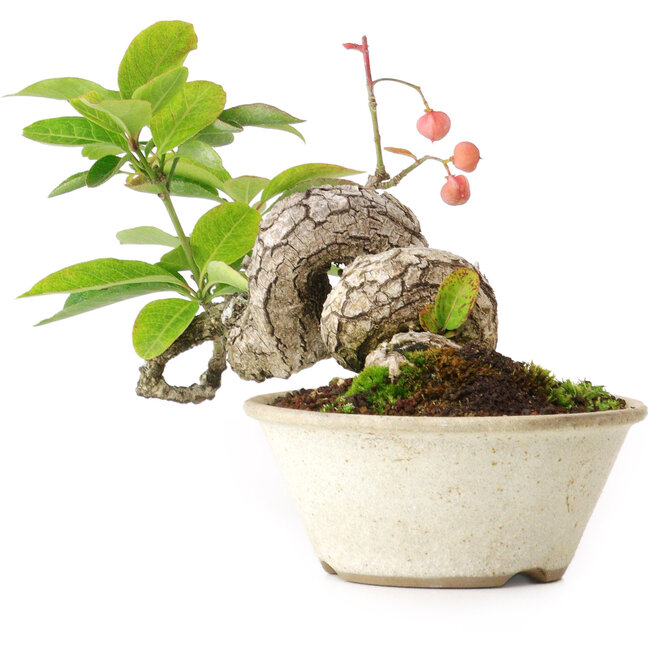 Euonymus alatus, 11,5 cm, ± 15 anni, fotografato nei colori autunnali (15 ottobre)