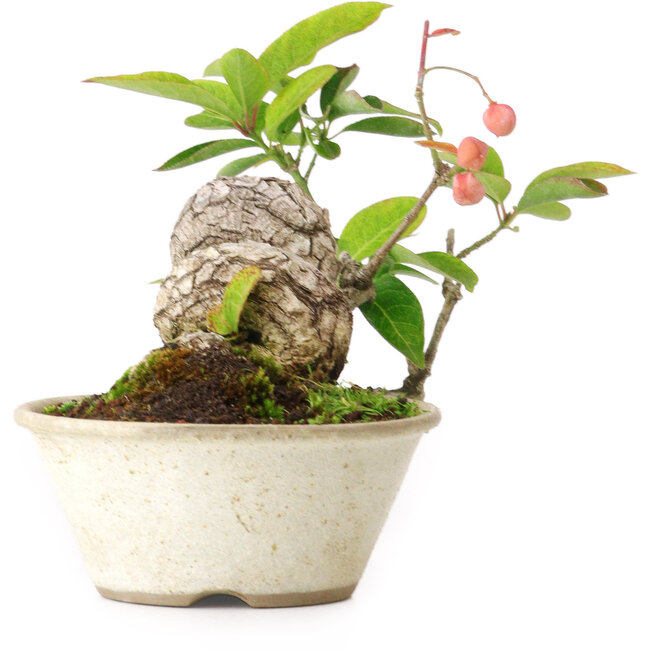 Euonymus alatus, 11,5 cm, ± 15 jaar oud, gefotografeerd in herfstkleuren (15 oktober)