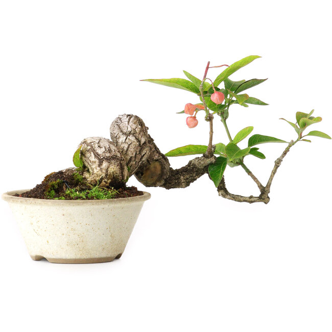 Euonymus alatus, 11,5 cm, ± 15 ans, photographié aux couleurs d'automne (15 octobre)