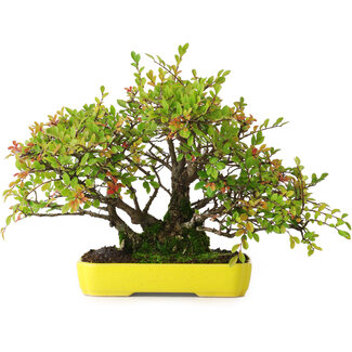 Ulmus parvifolia Nire, 20,5 cm, ± 15 Jahre alt