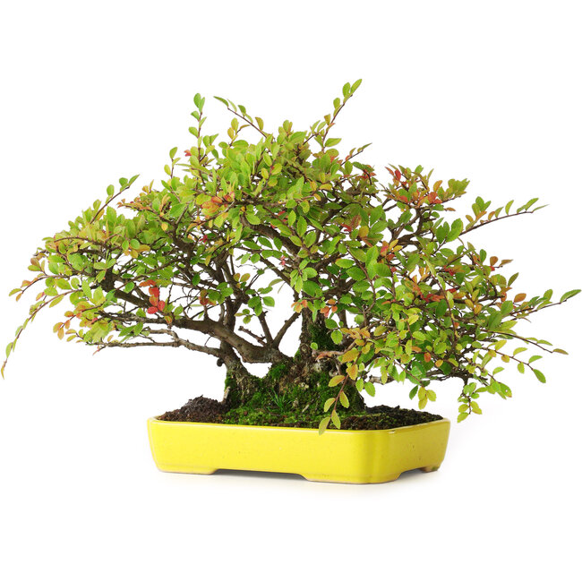 Ulmus parvifolia Nire, 20,5 cm, ± 15 años, fotografiado con colores otoñales (15 de octubre)