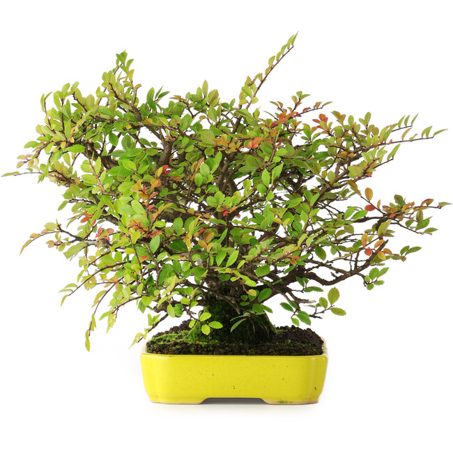 Ulmus parvifolia Nire, 20,5 cm, ± 15 jaar oud, gefotografeerd in herfstkleuren (15 oktober)