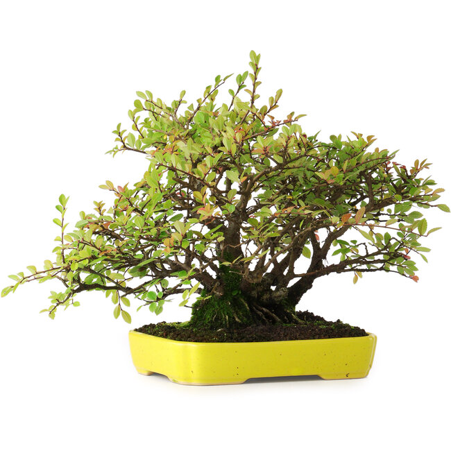 Ulmus parvifolia Nire, 20,5 cm, ± 15 jaar oud, gefotografeerd in herfstkleuren (15 oktober)