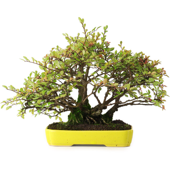 Ulmus parvifolia Nire, 20,5 cm, ± 15 jaar oud, gefotografeerd in herfstkleuren (15 oktober)