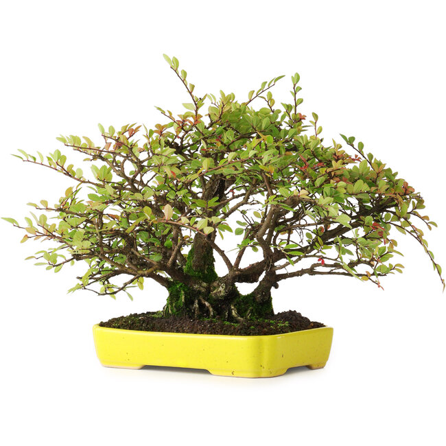 Ulmus parvifolia Nire, 20,5 cm, ± 15 jaar oud, gefotografeerd in herfstkleuren (15 oktober)