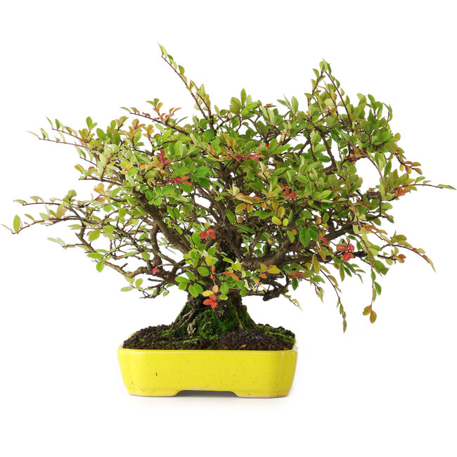 Ulmus parvifolia Nire, 20,5 cm, ± 15 jaar oud, gefotografeerd in herfstkleuren (15 oktober)