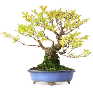 Ulmus parvifolia Nire, 19 cm, ± 15 Jahre alt