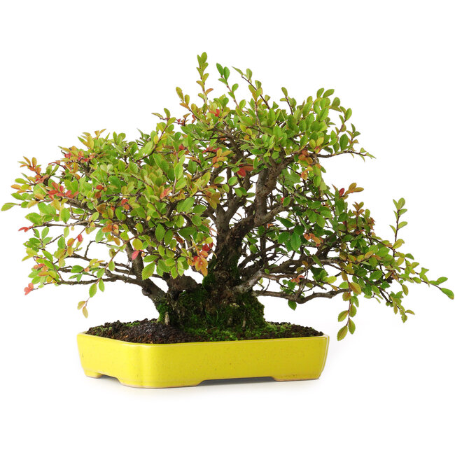 Ulmus parvifolia Nire, 20,5 cm, ± 15 years old, photographed in autumn colours (October 15)