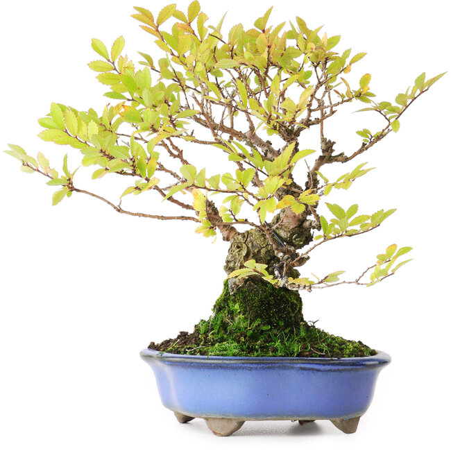 Ulmus parvifolia Nire, 19 cm, ± 15 jaar oud, gefotografeerd in herfstkleuren (15 oktober)