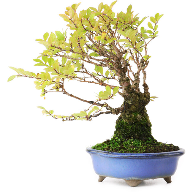 Ulmus parvifolia Nire, 19 cm, ± 15 jaar oud, gefotografeerd in herfstkleuren (15 oktober)