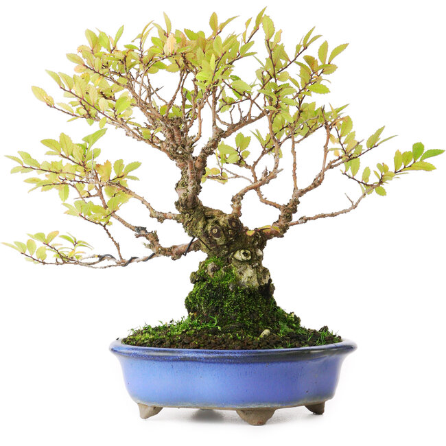 Ulmus parvifolia Nire, 19 cm, ± 15 años, fotografiado con colores otoñales (15 de octubre)