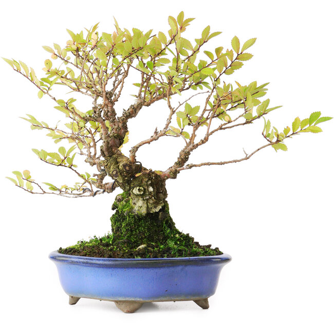Ulmus parvifolia Nire, 19 cm, ± 15 jaar oud, gefotografeerd in herfstkleuren (15 oktober)