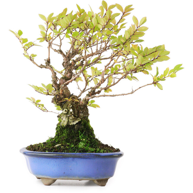 Ulmus parvifolia Nire, 19 cm, ± 15 Jahre alt, fotografiert in Herbstfarben (15. Oktober)