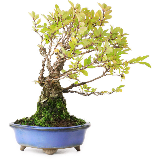 Ulmus parvifolia Nire, 19 cm, ± 15 jaar oud, gefotografeerd in herfstkleuren (15 oktober)