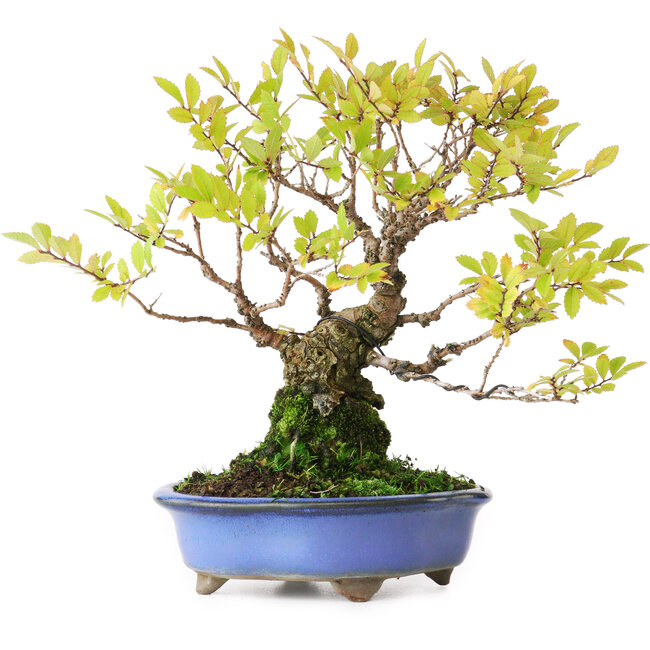 Ulmus parvifolia Nire, 19 cm, ± 15 anni, fotografato nei colori autunnali (15 ottobre)