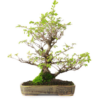 Ulmus parvifolia Nire, 23 cm, ± 15 anni