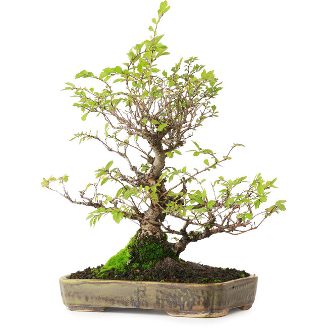 Ulmus parvifolia Nire, 23 cm, ± 15 jaar oud, gefotografeerd in herfstkleuren (15 oktober)