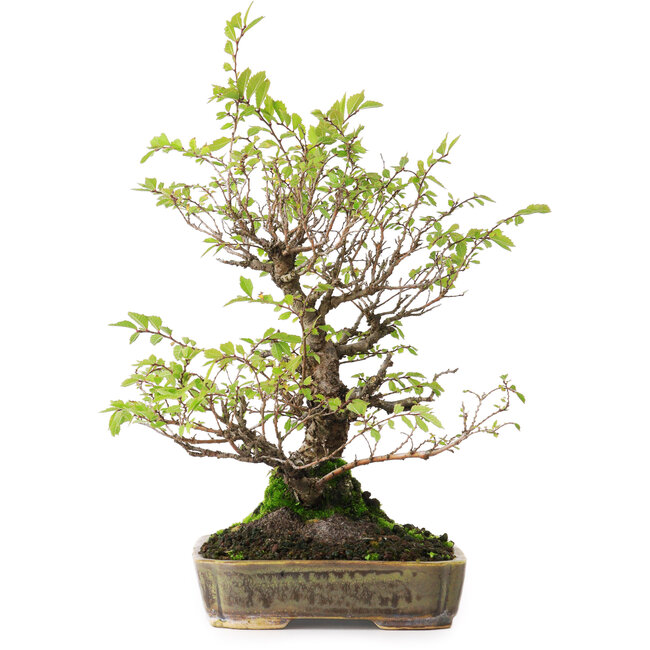 Ulmus parvifolia Nire, 23 cm, ± 15 años, fotografiado con colores otoñales (15 de octubre)