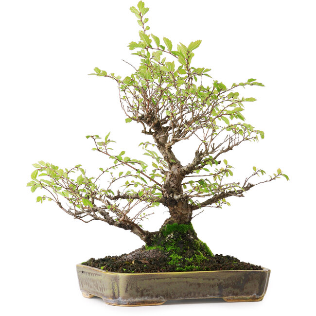 Ulmus parvifolia Nire, 23 cm, ± 15 jaar oud, gefotografeerd in herfstkleuren (15 oktober)