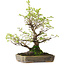 Ulmus parvifolia Nire, 23 cm, ± 15 jaar oud, gefotografeerd in herfstkleuren (15 oktober)