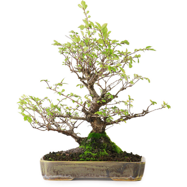 Ulmus parvifolia Nire, 23 cm, ± 15 jaar oud, gefotografeerd in herfstkleuren (15 oktober)