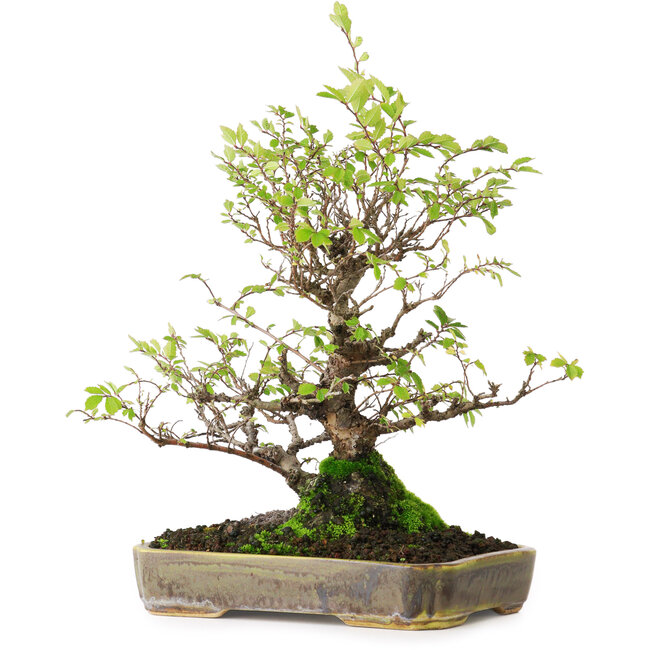 Ulmus parvifolia Nire, 23 cm, ± 15 jaar oud, gefotografeerd in herfstkleuren (15 oktober)