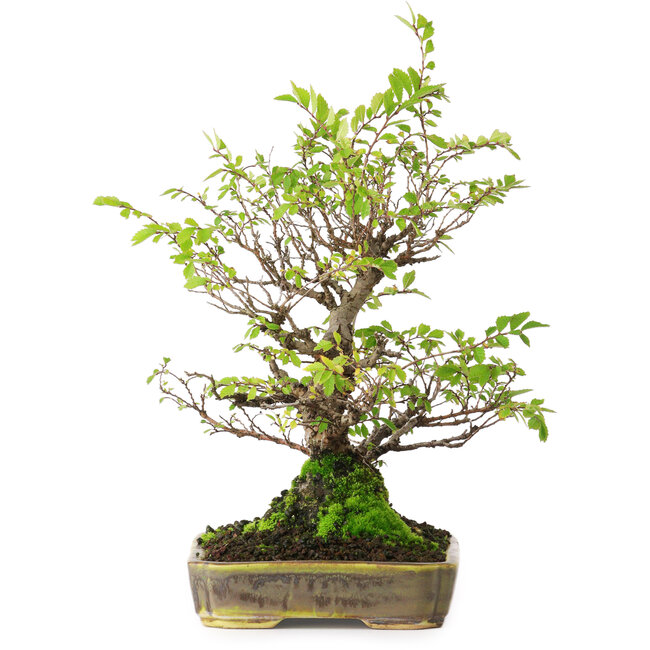 Ulmus parvifolia Nire, 23 cm, ± 15 jaar oud, gefotografeerd in herfstkleuren (15 oktober)