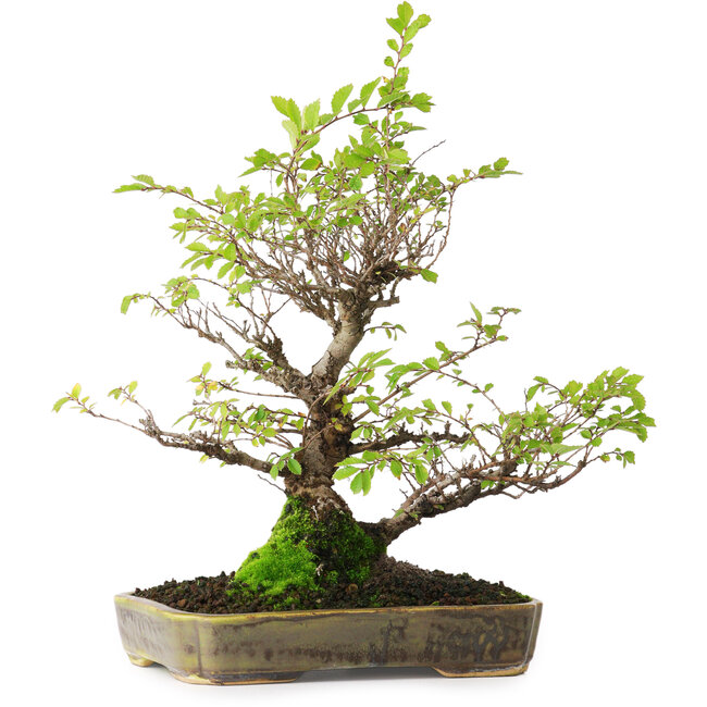 Ulmus parvifolia Nire, 23 cm, ± 15 jaar oud, gefotografeerd in herfstkleuren (15 oktober)