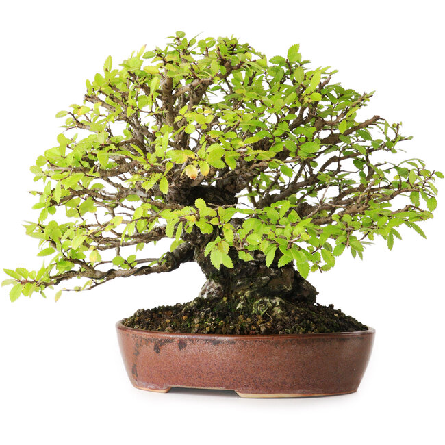 Ulmus parvifolia Nire, 16,5 cm, ± 25 Jahre alt, mit außergewöhnlich guter Verjüngung und Verzweigung, fotografiert in Herbstfarben (15. Oktober)