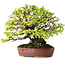 Ulmus parvifolia Nire, 16,5 cm, ± 25 jaar oud, met een uitzonderlijk goede verjonging en vertakking, gefotografeerd in herfstkleuren (15 oktober)