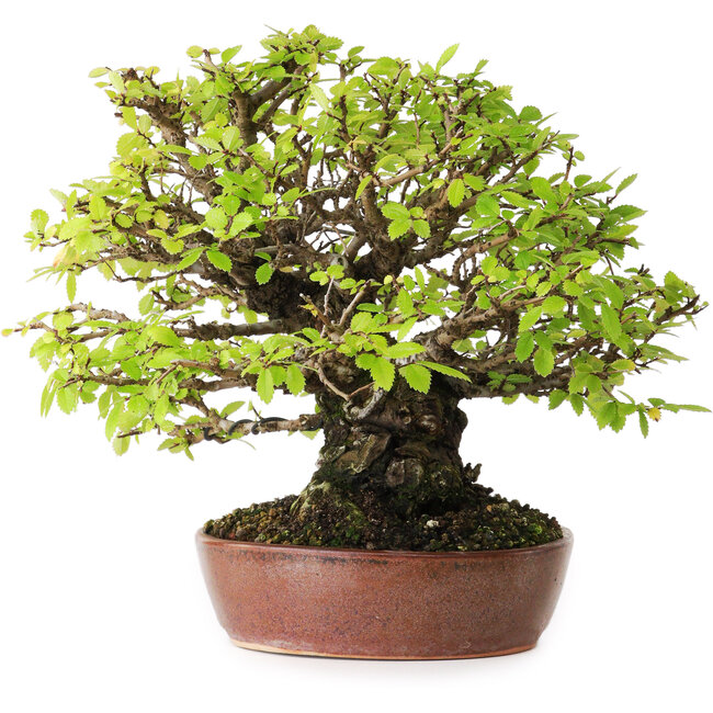 Ulmus parvifolia Nire, 16,5 cm, ± 25 jaar oud, met een uitzonderlijk goede verjonging en vertakking, gefotografeerd in herfstkleuren (15 oktober)