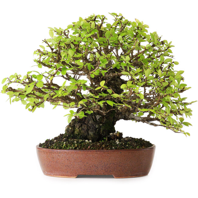 Ulmus parvifolia Nire, 16,5 cm, ± 25 jaar oud, met een uitzonderlijk goede verjonging en vertakking, gefotografeerd in herfstkleuren (15 oktober)