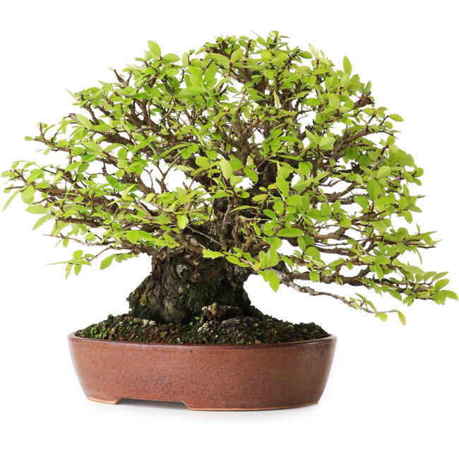 Ulmus parvifolia Nire, 16,5 cm, ± 25 Jahre alt, mit außergewöhnlich guter Verjüngung und Verzweigung, fotografiert in Herbstfarben (15. Oktober)