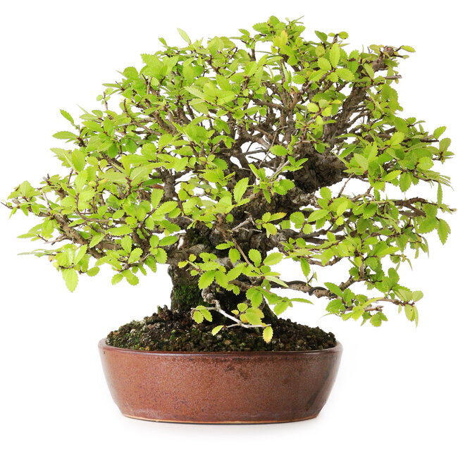 Ulmus parvifolia Nire, 16,5 cm, ± 25 jaar oud, met een uitzonderlijk goede verjonging en vertakking, gefotografeerd in herfstkleuren (15 oktober)