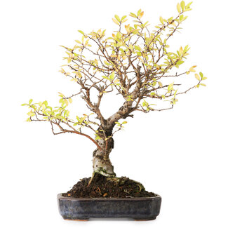 Ulmus parvifolia Nire, 21,5 cm, ± 12 anni