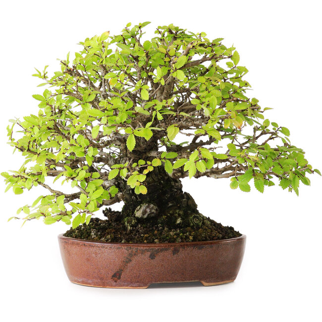 Ulmus parvifolia Nire, 16,5 cm, ± 25 jaar oud, met een uitzonderlijk goede verjonging en vertakking, gefotografeerd in herfstkleuren (15 oktober)