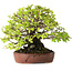 Ulmus parvifolia Nire, 16,5 cm, ± 25 jaar oud, met een uitzonderlijk goede verjonging en vertakking, gefotografeerd in herfstkleuren (15 oktober)