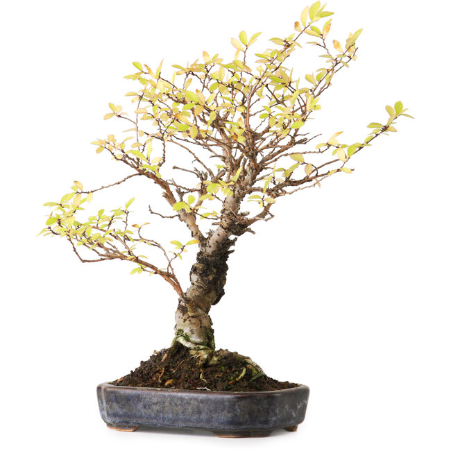 Ulmus parvifolia Nire, 21,5 cm, ± 12 Jahre alt, fotografiert in Herbstfarben (15. Oktober)