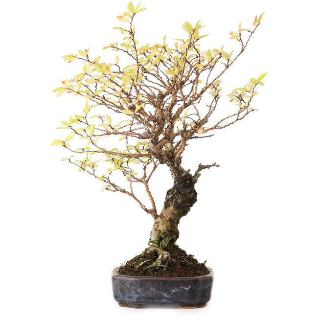 Ulmus parvifolia Nire, 21,5 cm, ± 12 Jahre alt, fotografiert in Herbstfarben (15. Oktober)