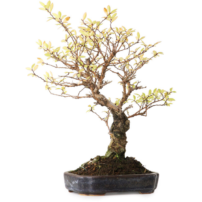 Ulmus parvifolia Nire, 21,5 cm, ± 12 anni, fotografato nei colori autunnali (15 ottobre)