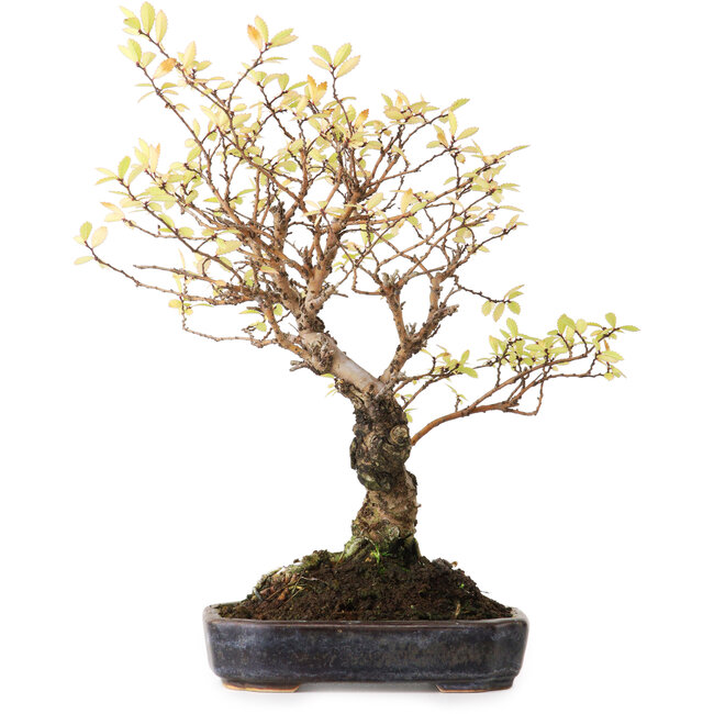 Ulmus parvifolia Nire, 21,5 cm, ± 12 Jahre alt, fotografiert in Herbstfarben (15. Oktober)