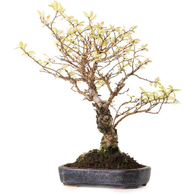 Ulmus parvifolia Nire, 21,5 cm, ± 12 años, fotografiado con colores otoñales (15 de octubre)