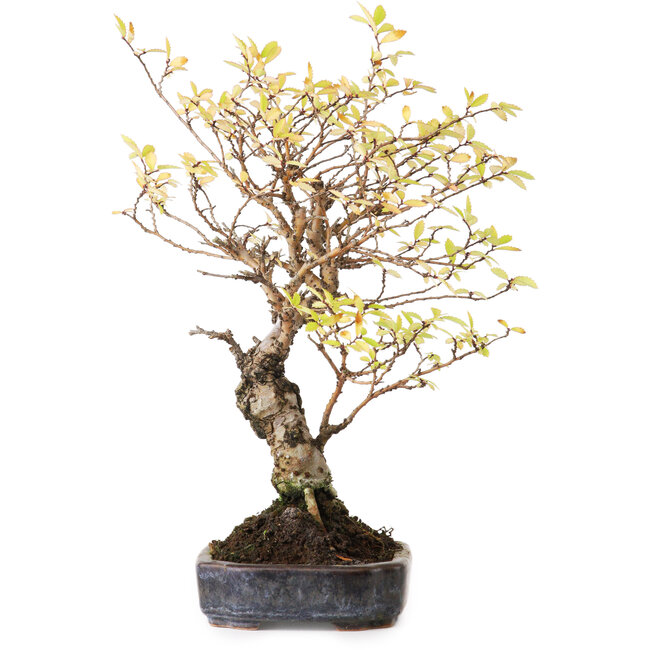Ulmus parvifolia Nire, 21,5 cm, ± 12 ans, photographié aux couleurs d'automne (15 octobre)