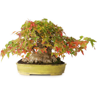 Acer buergerianum, 16,5 cm, ± 35 years old