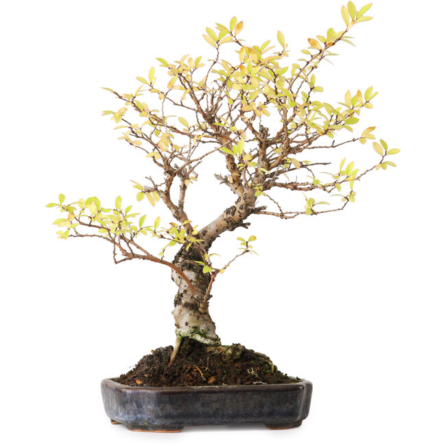 Ulmus parvifolia Nire, 21,5 cm, ± 12 ans, photographié aux couleurs d'automne (15 octobre)