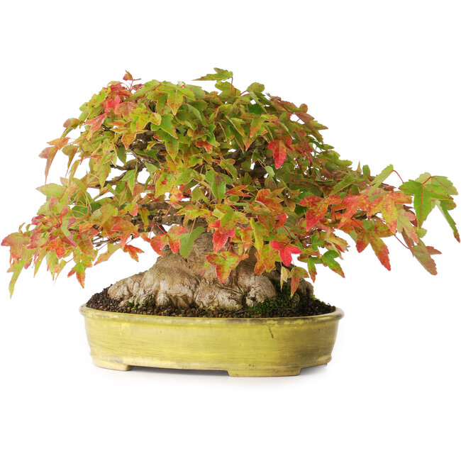 Acer buergerianum, 16,5 cm, ± 35 anni, con un nebari di 9 cm e radici larghe fino a 14 cm e in un vaso giapponese fatto a mano, fotografato nei colori autunnali (15 ottobre)