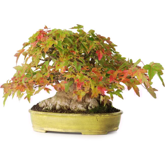 Acer buergerianum, 16,5 cm, ± 35 años, con un nebari de 9 cm y raíces de hasta 14 cm de ancho y en una maceta japonesa hecha a mano, fotografiado en colores otoñales (15 de octubre)