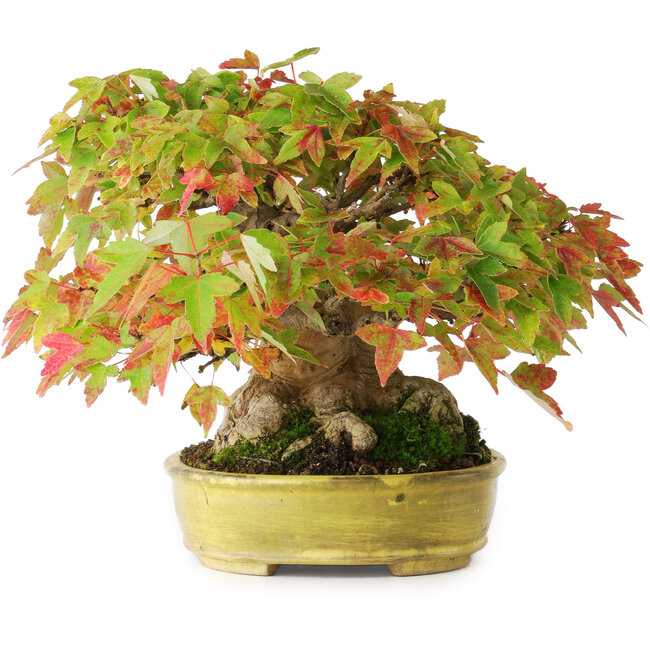 Acer buergerianum, 16,5 cm, ± 35 ans, avec un nebari de 9 cm et des racines jusqu'à 14 cm de large et dans un pot japonais fait à la main, photographié aux couleurs d'automne (15 octobre)