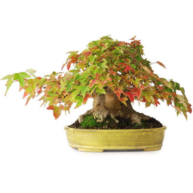 Acer buergerianum, 16,5 cm, ± 35 anni, con un nebari di 9 cm e radici larghe fino a 14 cm e in un vaso giapponese fatto a mano, fotografato nei colori autunnali (15 ottobre)